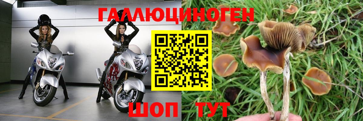 Пенза  Псилоцибиновые грибы GOLDEN TEACHER  Вход с VPN 
